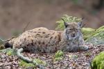 Luchs