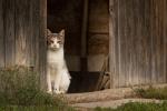 Landkatze im Zyberliland