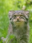 Manul