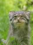 Manul