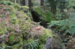 Luchs