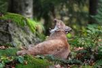 Luchs