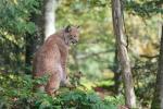 Luchs