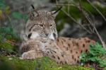 Luchs