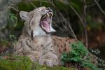 Luchs