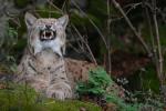 Luchs