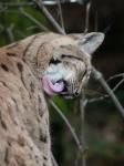 Luchs