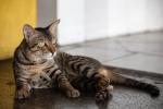 Cats of Myanmar -V-