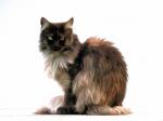 Katze im Portrait