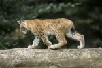 Luchs