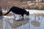 Wenn es der Katze zu wohl wird ... 2