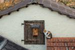 Katze am Vogelhaus