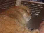 Katze am Mac