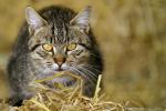 Wilder_Tiger