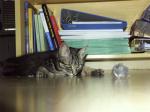 Katz Auf lauer