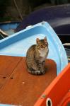 Katze auf Boot (überarbeitet)