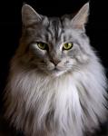 Kessi, eine stolze Maine Coon