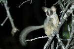 Galago (1)