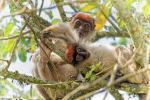 Rote Colobus