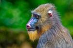 Mandrill
