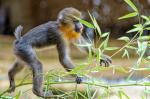 Mandrill