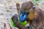 Mandrill