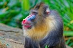 Mandrill
