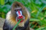Mandrill