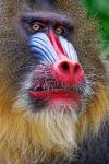 Mandrill