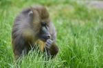 Mandrill gechillt