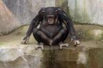 Schimpanse FSK 18