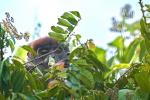 Roter Colobus in Kibale