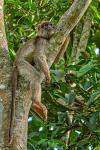 Roter Colobus in Kibale