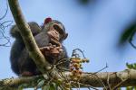 Schimpanse in der Kyamboura Schlucht