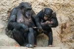 Schimpansenfamilie 6
