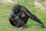 Schimpansenfamilie 7