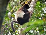 Edwards-Sifaka
