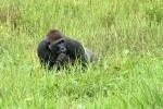 Gorillas auf Saline 1