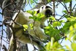 Larvensifaka im Isalo Nationalpark