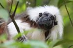 Cotton-top tamarin (Lisztaffe)