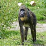 Mandrill