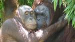 Orang´s im Zoo Münster