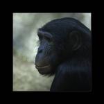 Bonobo