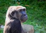 Gorilla weiblich