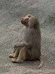 ein Affe in Gedanken