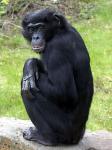 bonobo