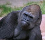 Gorilla beim nachdenken !