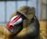 Mandrill im Duisburger Zoo