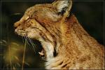 Luchs