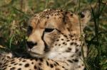 Gepard